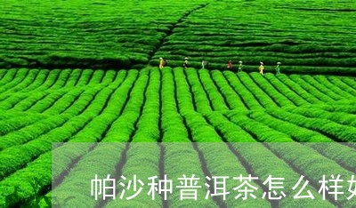 帕沙种普洱茶怎么样好喝吗/2023112430502