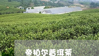 帝柏尔普洱茶/2023081895027