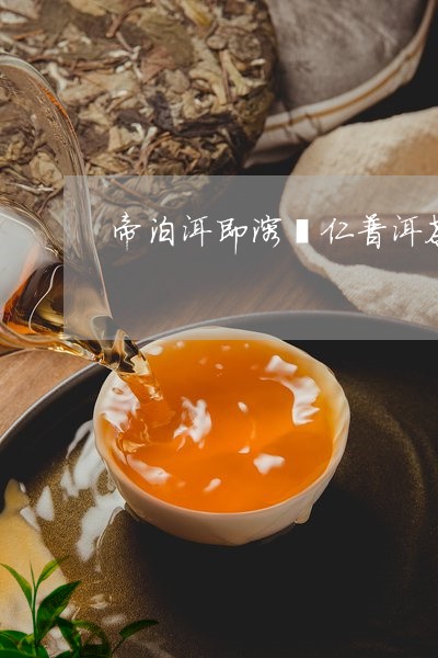 帝泊洱即溶薏仁普洱茶/2023092973059