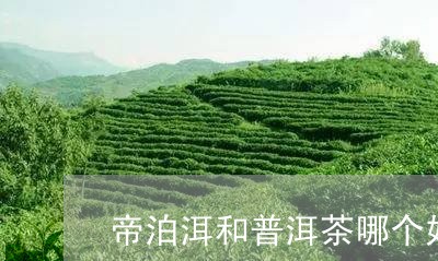 帝泊洱和普洱茶哪个好/2023061539403