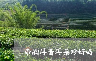 帝泊洱普洱茶珍好吗/2023091535261