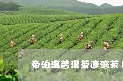 帝泊洱普洱茶速溶茶100支/2023110295249