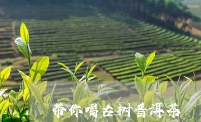 带你喝古树普洱茶/2023120442815