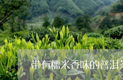 带有糯米香味的普洱茶/2023100686937