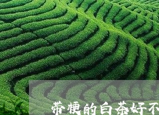 带梗的白茶好不好泡茶/2023100180492