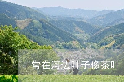 常在河边叶子像茶叶/2023042503725