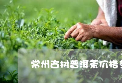 常州古树普洱茶价格多少/2023102459485