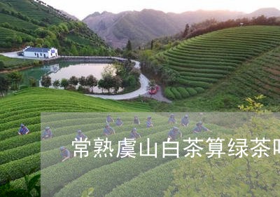 常熟虞山白茶算绿茶吗吗/2023102545048