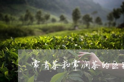 常青茶和常润茶的区别/2023060989482