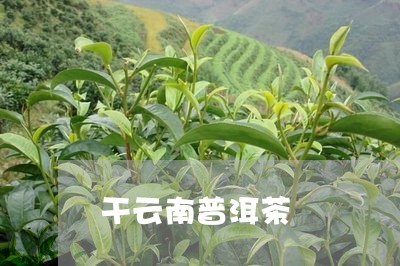 干云南普洱茶/2023102554925