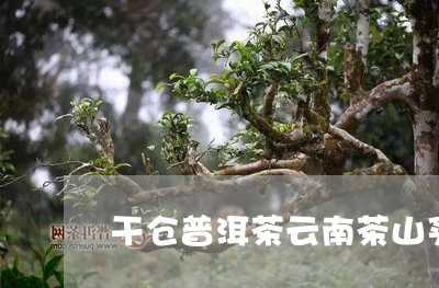 干仓普洱茶云南茶山买普洱茶/2023052763715