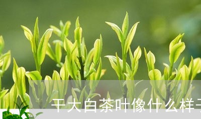 干大白茶叶像什么样子/2023100150594