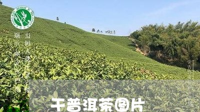 干普洱茶图片/2023042766987