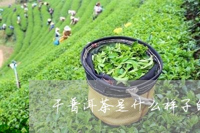 干普洱茶是什么样子的/2023092765937