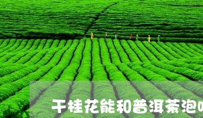 干桂花能和普洱茶泡吗/2023092640471