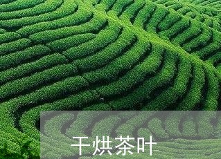 干烘茶叶/2023110820617