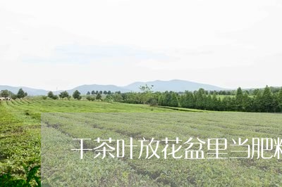 干茶叶放花盆里当肥料/2023092315452