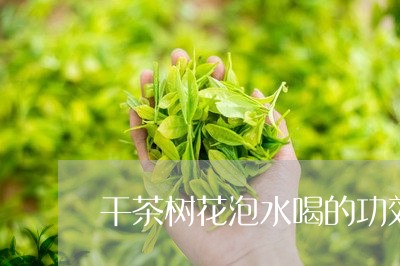 干茶树花泡水喝的功效/2023060875592