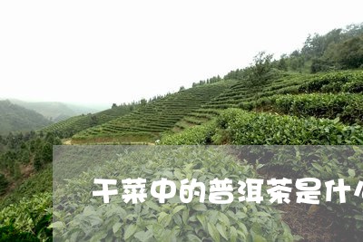 干菜中的普洱茶是什么/2023112493946