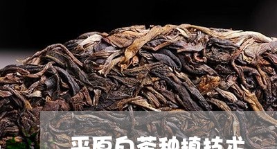 平原白茶种植技术/2023062091716