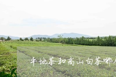 平地茶和高山白茶哪个好/2023102537371