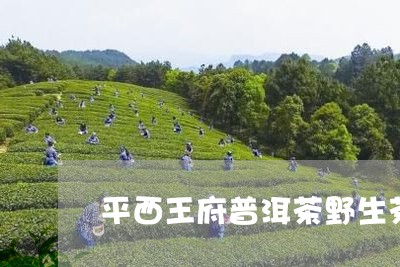 平西王府普洱茶野生茶/2023080358482