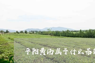 平阳黄汤属于什么茶类/2023071540705