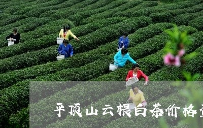 平顶山云根白茶价格查询/2023102577272