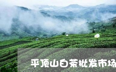 平顶山白茶批发市场地址/2023102558827