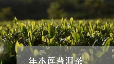 年木莲普洱茶/2023042606838