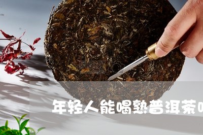 年轻人能喝熟普洱茶吗/2023092697259