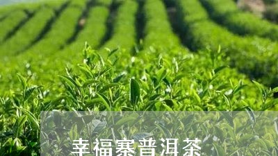 幸福寨普洱茶/2023042729922