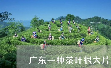 广东一种茶叶很大片的/2023092356937