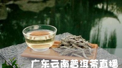 广东云南普洱茶直播/2023101636473