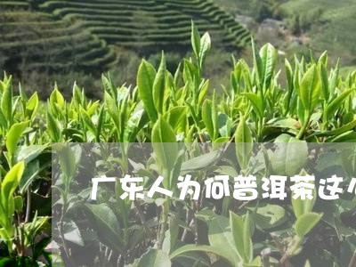 广东人为何普洱茶这么贵/2023082730384