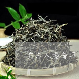 广东人喝普洱茶的特点/2023092739382