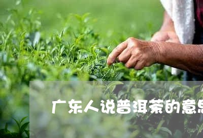 广东人说普洱茶的意思/2023061672804