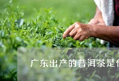 广东出产的普洱茶是什么茶/2023082774960