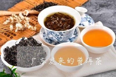 广东发来的普洱茶/2023120497379