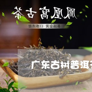 广东古树普洱茶有什么用途/2023110559401