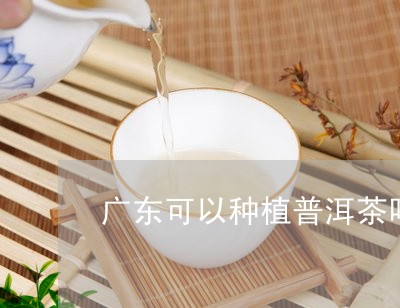 广东可以种植普洱茶吗/2023061432847