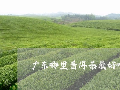 广东哪里普洱茶最好喝的/2023082528372