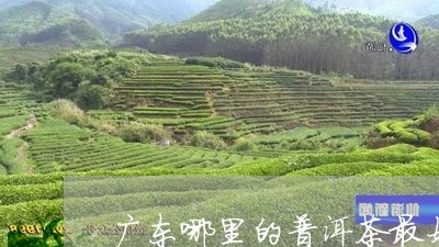 广东哪里的普洱茶最好/2023062843046