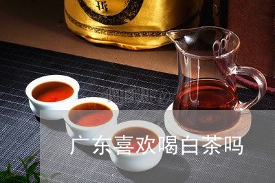 广东喜欢喝白茶吗/2023062024359