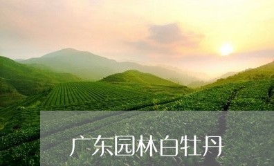 广东园林白牡丹/2023112327062