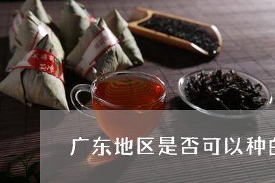 广东地区是否可以种白茶/2023102526258