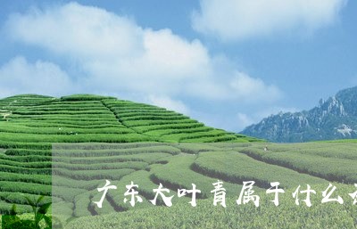 广东大叶青属于什么茶/2023071497151