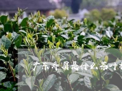 广东寿眉是什么茶叶种植/2023102573626