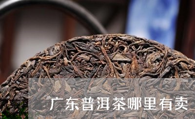 广东普洱茶哪里有卖/2023071172716