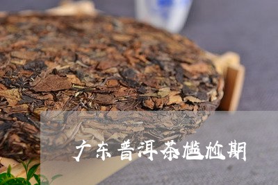 广东普洱茶尴尬期/2023081694037